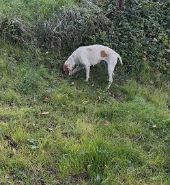 Bracco pointer