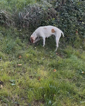 Bracco pointer