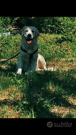 Golden retriever disponibile per monta