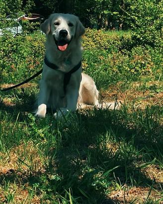 Golden retriever disponibile per monta