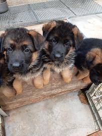 Cuccioli pastore tedesco