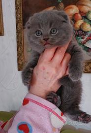Scottish fold è straight longhair 