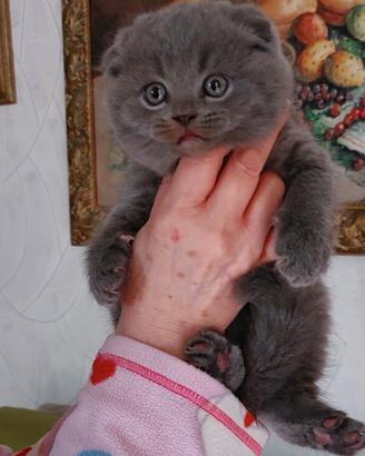 Scottish fold è straight longhair 