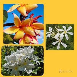 3 Talee di Plumerie speciali
