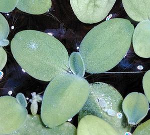 Salvinia nantas pianta acquatica