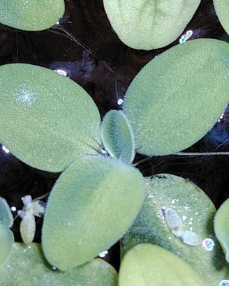 Salvinia nantas pianta acquatica