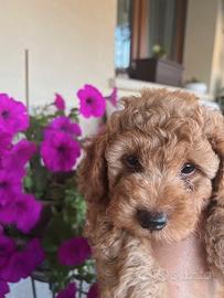 Barboncino red nano - ettore - prezzo trattabile