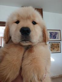 Golden retriever americani