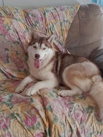 Siberian husky