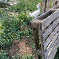 Splendido,legittimo maschio oca cholmogory