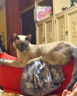Gatti siamesi