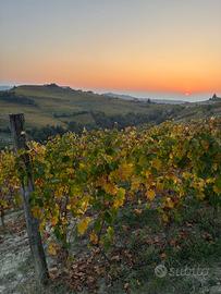Terreno agricolo (vigneto) moscato DOCG
