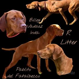 Cuccioli bracco ungherese vizsla