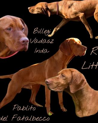 Cuccioli bracco ungherese vizsla