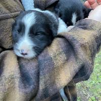 Border collie