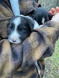 Border collie