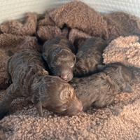 Cuccioli barboncino Toy