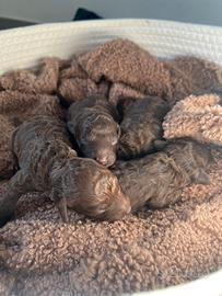 Cuccioli barboncino Toy