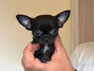 Cucciola chihuahua con pedigree Enci