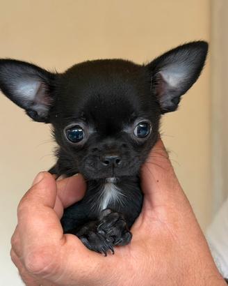 Cucciola chihuahua con pedigree Enci
