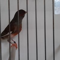 Canarina arlecchino portoghese