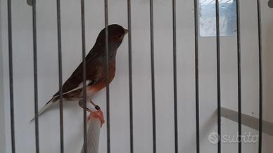 Canarina arlecchino portoghese