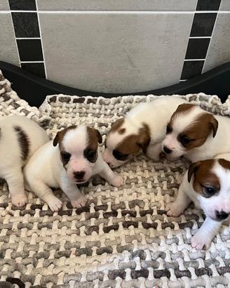 Cuccioli Jack Russell Terrier con Pedigree