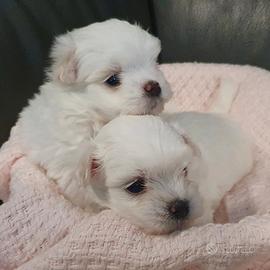 Disponibili cuccioli maschietti e feminuccia malt