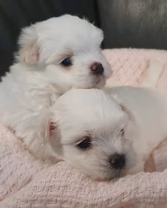 Disponibili cuccioli maschietti e feminuccia malt