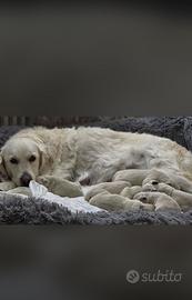 Golden retriver pura razza