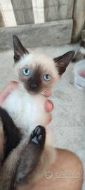 Gatti siamese thai