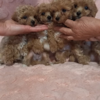 Cuccioli di maltipoo