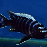 Nigrofasciatum, xant, Haplochromis, afra black