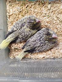 Calopsite da imbecco