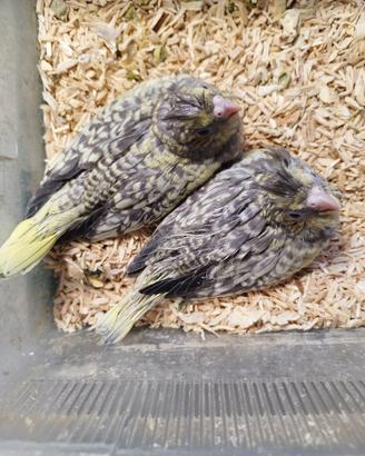 Calopsite da imbecco