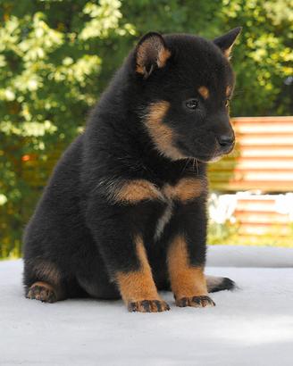 Cucciola femmina di Shiba Inu nero focato