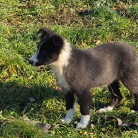 Border collie