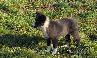 Border collie