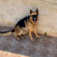 Pastore tedesco per monta