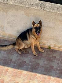 Pastore tedesco per monta