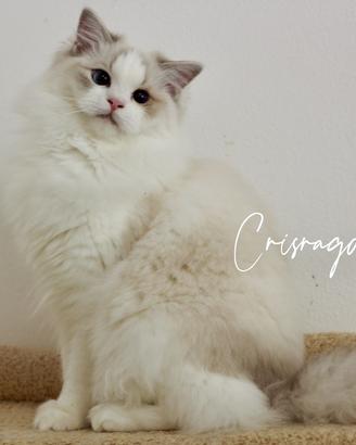 Ragdoll lynx