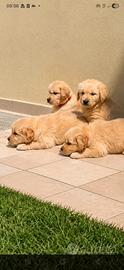 Golden Retriver Americano