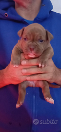 American bully