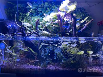 Acquario shallow