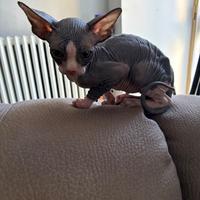 Sphynx