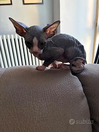 Sphynx