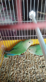 Inseparabile pappagalli