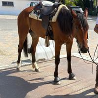 Cavalla di 3 anni appena compiuti