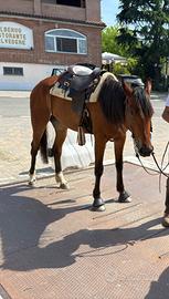 Cavalla di 3 anni appena compiuti