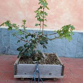 Prebonsai Acero Campestre yamadori